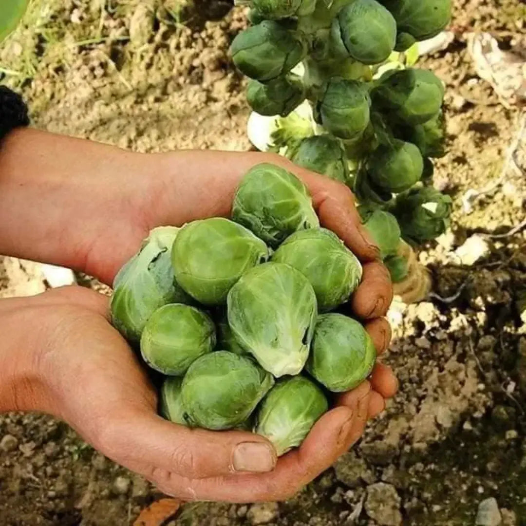 Brussels Sprouts Seeds