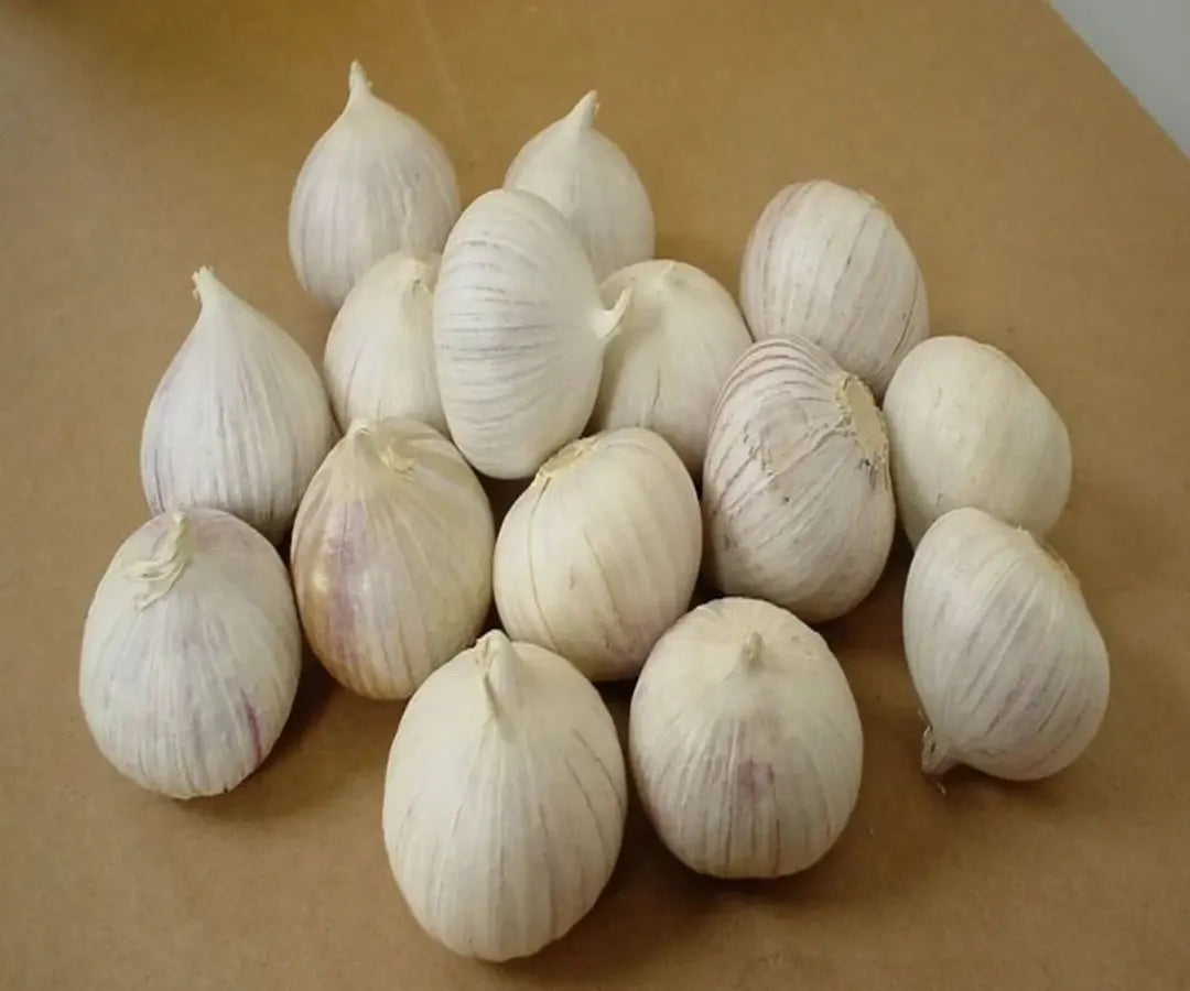 Single Clove Garlic Seeds + FREE Plant Growth Serum