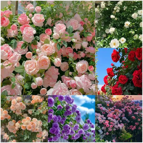 š¹ Elegant Climbing Rose Flower Seeds- Rare Seeds (FREE Plant Growth Supplement)