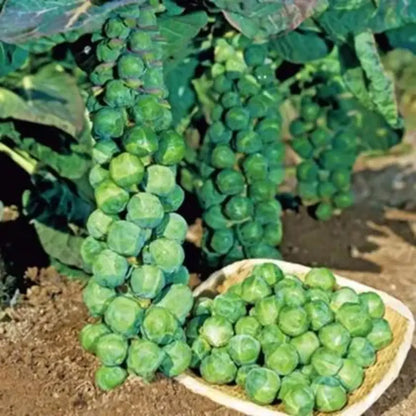 Brussels Sprouts Seeds