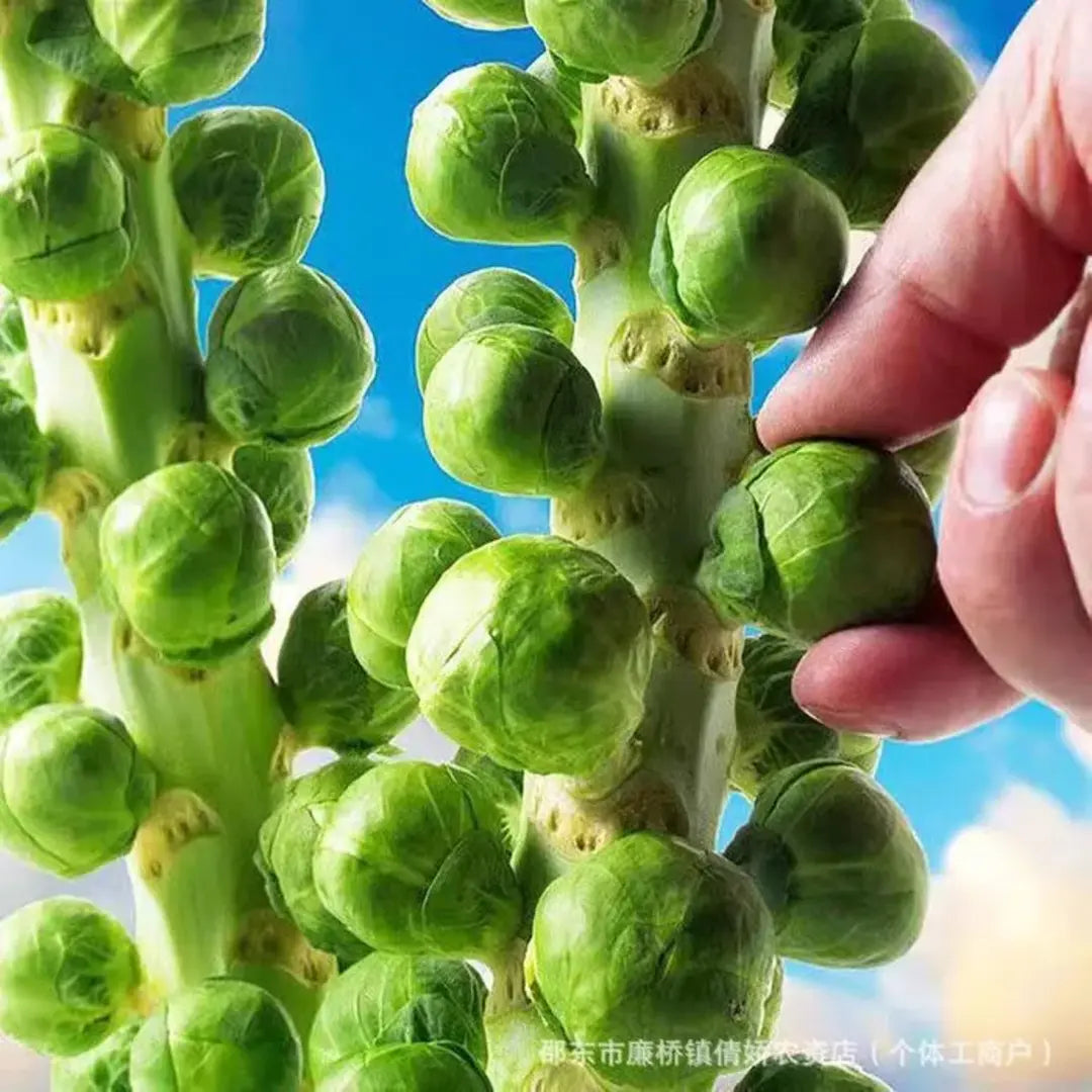 Brussels Sprouts Seeds