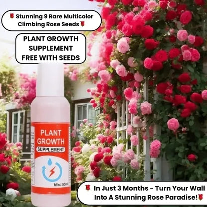 🌹 Elegant Climbing Rose Flower Seeds- Rare Seeds (FREE Plant Growth Supplement)