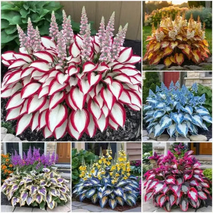 Premium Hosta Flower Seeds + Organic Pot Mix FREE