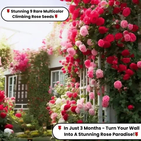 🌹 Elegant Climbing Rose Flower Seeds- Rare Seeds (FREE Plant Growth Supplement)