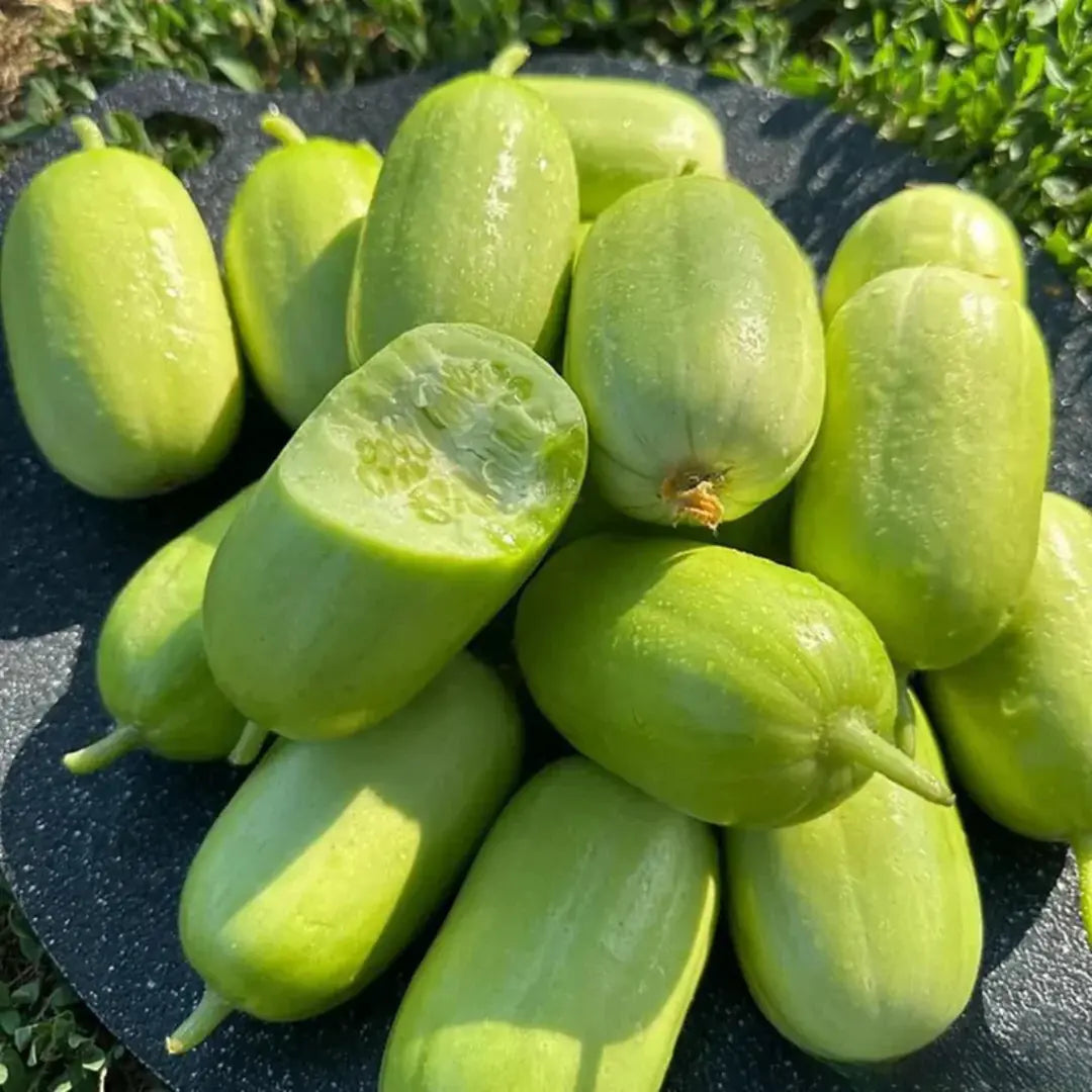 Golden Lady Cucumber Seeds