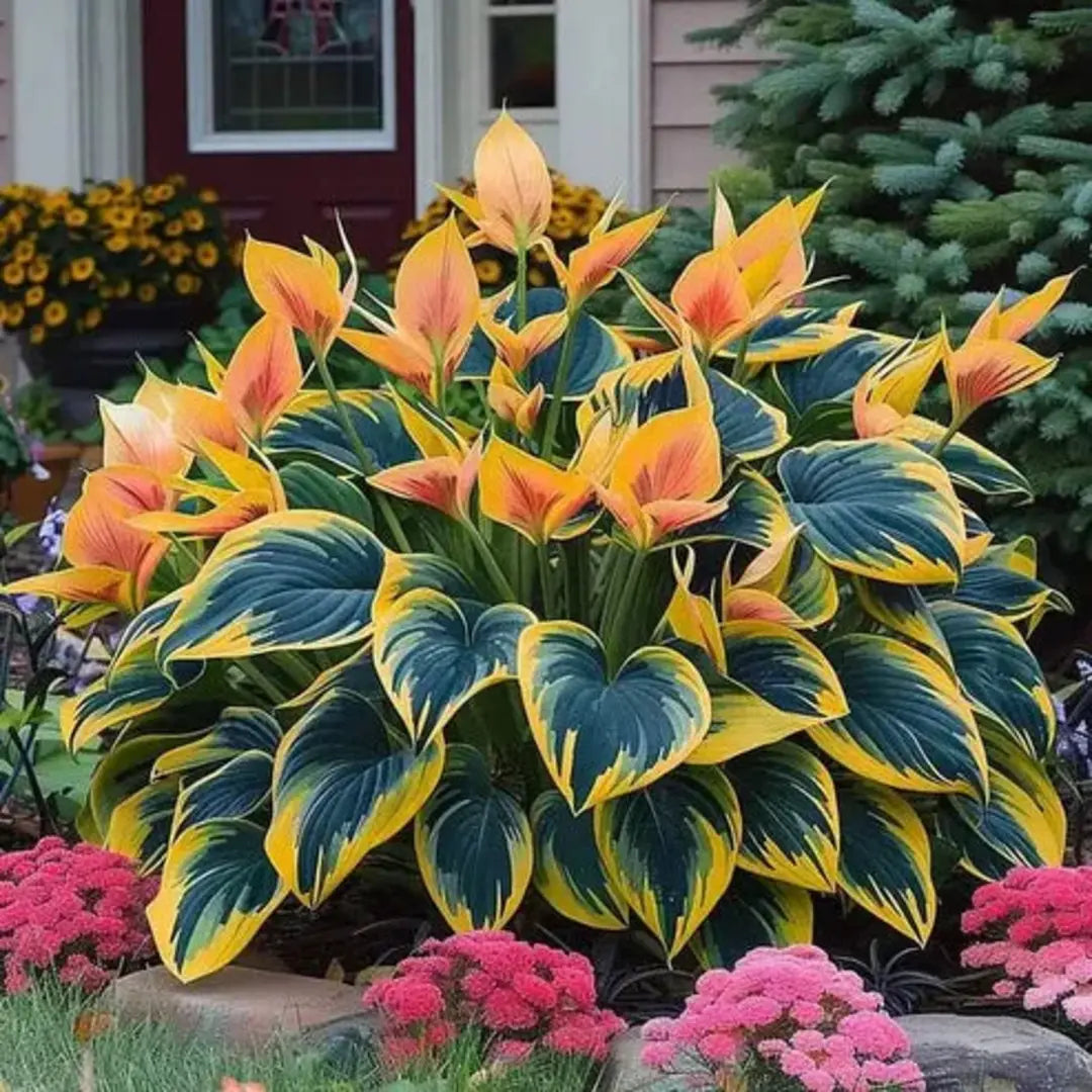 Premium Hosta Flower Seeds + Organic Pot Mix FREE