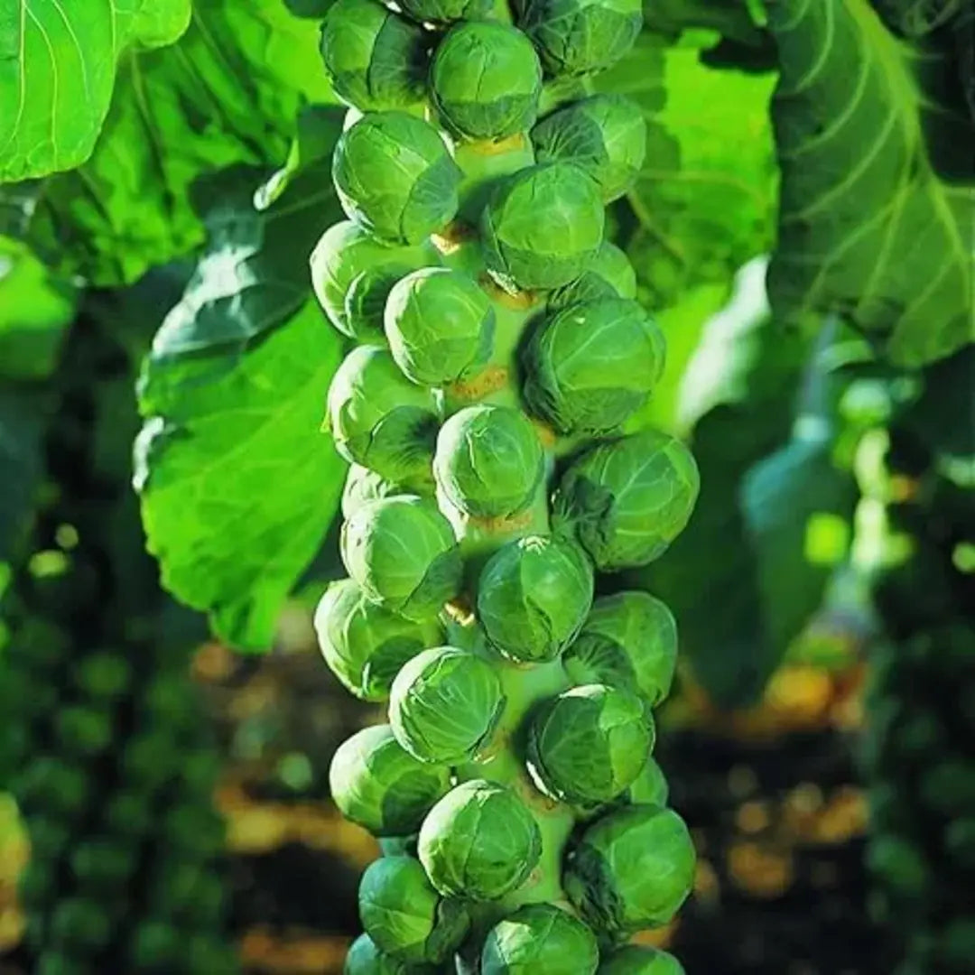 Brussels Sprouts Seeds