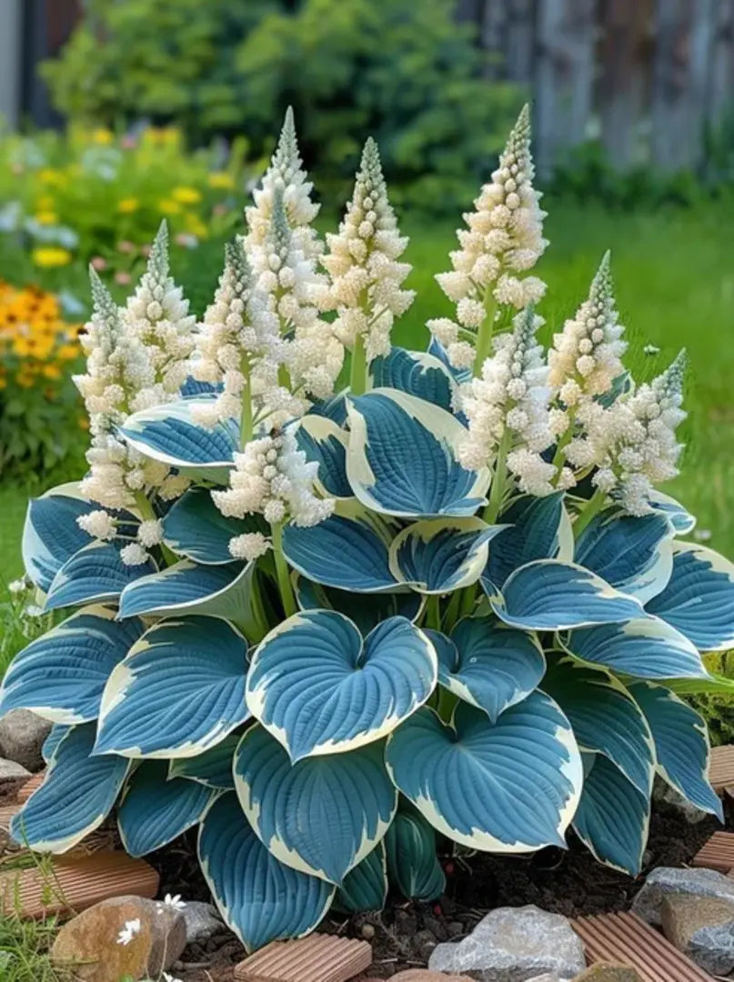 Premium Hosta Flower Seeds + Organic Pot Mix FREE