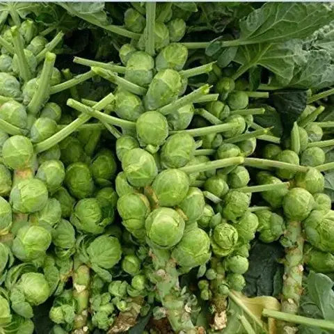 Brussels Sprouts Seeds