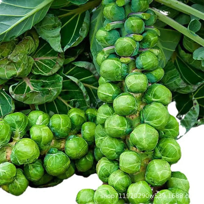 Brussels Sprouts Seeds